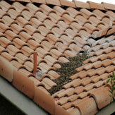 Pigeon Poop On Roof Glendale AZ